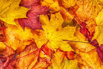 Image showing autumn color leaves 