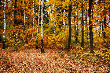 Image showing autumn natural forest