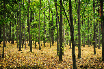 Image showing autumn natural forest