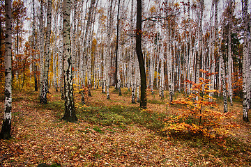 Image showing autumn natural forest