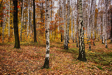 Image showing autumn natural forest