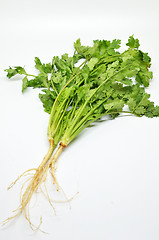 Image showing Fresh coriander bunch