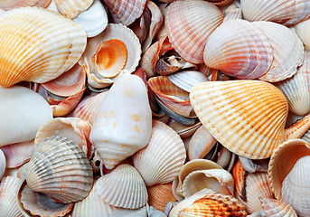 Image showing Seashells at sun summer day