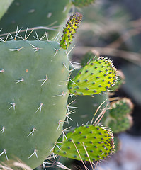 Image showing Cactus opuntia (prickly pear) 