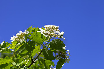 Image showing Flowering spring twigs of viburnum with young leaves and flower