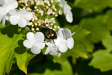 Image showing Flower chafer (Cetonia aurata) on flowering spring viburnum opul