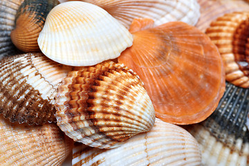 Image showing Shells of anadara and scallop at sun summer day