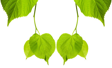 Image showing Frame of young spring tilia leaves