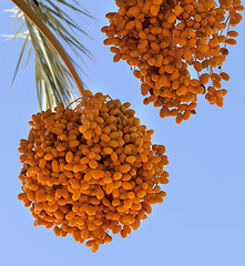 Image showing Date palm with bunches of ripening fruit