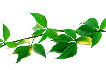 Image showing Green branch of grapes leaves (virginia creeper)