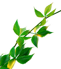 Image showing Green twig of grapes leaves 