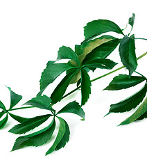 Image showing Branch of green grapes leaves (virginia creeper foliage)