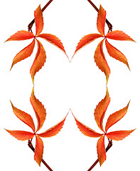 Image showing Frame of red autumnal grapes leaf