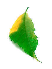 Image showing Multicolor leaf on white