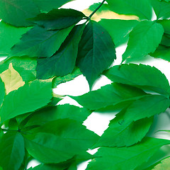 Image showing Scattered green leaves. Virginia creeper leaves.