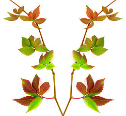 Image showing Composition of multicolor twigs grapes leaves