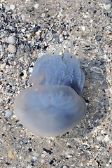 Image showing Jellyfish in sea at sun summer day