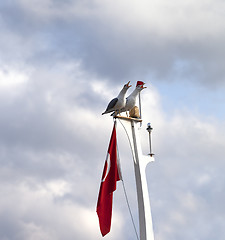 Image showing Two screaming seagull on boat mast with Turkish flag 