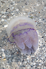 Image showing Jellyfish (Rhizostomae) in sea