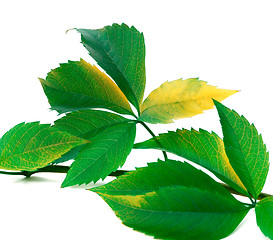 Image showing Green twig of grapes leaves 