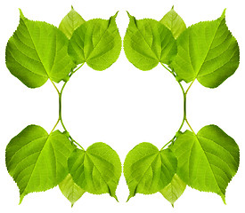 Image showing Frame of green tilia leaves