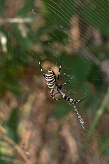 Image showing Spider on spiderweb in summer