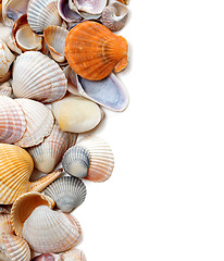 Image showing Natural background of seashells