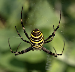 Image showing Spider on spiderweb