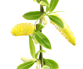 Image showing Spring twigs of willow with young green leaves and yellow catkin