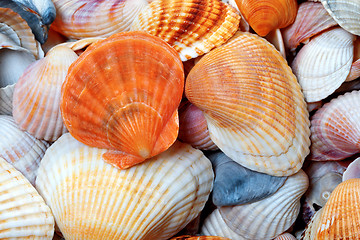 Image showing Shells of anadara and scallop