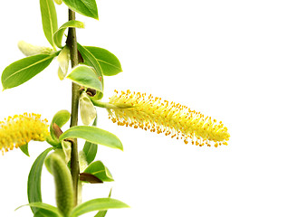 Image showing Spring twigs of willow with young green leaves and yellow catkin