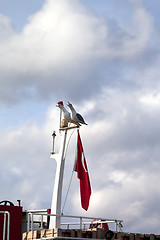 Image showing Two seagull on boat mast with Turkish flag 