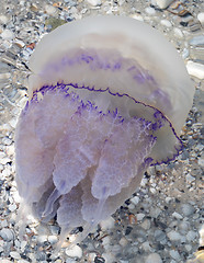 Image showing Jellyfish (Rhizostomae) in sea