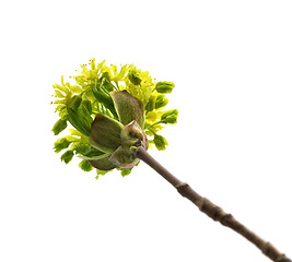 Image showing Flowering spring twigs of maple tree