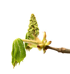 Image showing Spring twigs of horse chestnut tree with young green leaves and 