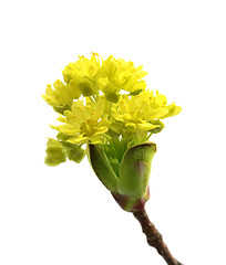 Image showing Flowering spring twigs of maple tree