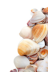 Image showing Seashells isolated on white 