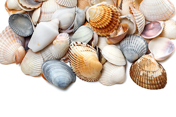 Image showing Seashells on white 