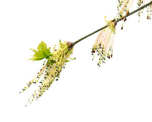 Image showing Flowering spring twigs of maple tree with young leaves in wind