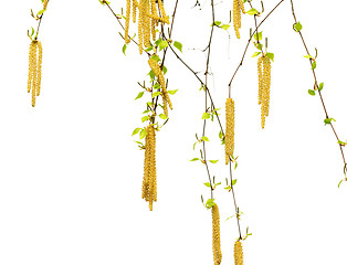 Image showing Spring twigs of birch with young green leaves and catkins