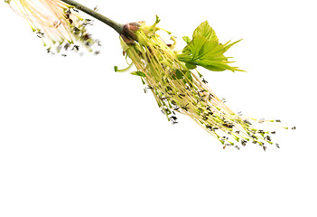 Image showing Flowering spring twigs of maple tree with young leaves in wind