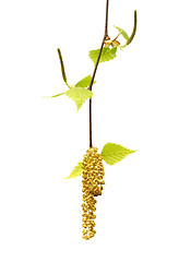 Image showing Spring twig of birch with young leaves and catkins