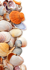 Image showing Natural background of seashells