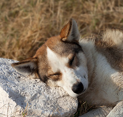 Image showing Homeless dog sleeps on stone for a pillow