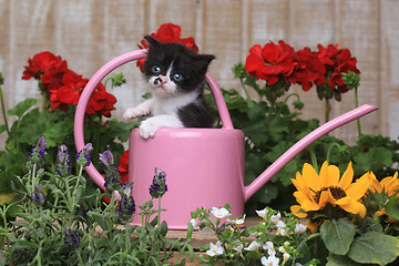 Image showing Cute 3 week old Baby Kitten in a Garden Setting