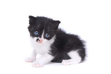 Image showing Cute Baby Tuxedo Style Kitten On White Background