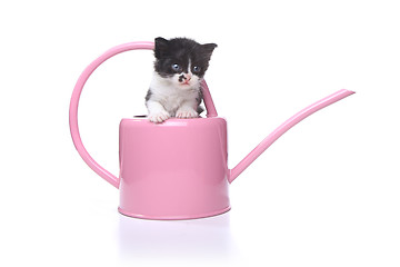 Image showing Cute 3 week old Baby Kitten in a Garden Watering Can