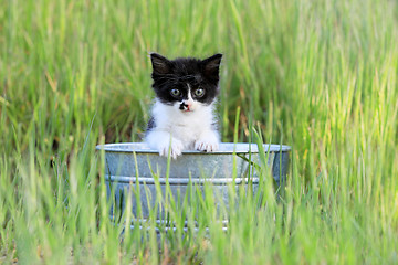 Image showing Kitten Outdoors in Green Tall Grass on a Sunny Day