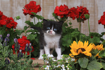 Image showing Cute 3 week old Baby Kitten in a Garden Setting