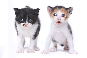 Image showing Two Cute Baby Kittens on White Background